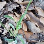 Hieracium gouanii Blatt