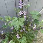 Malva multiflora Virág