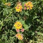 Lantana camaraBlomst