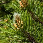 Pinus heldreichii Blatt