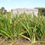 Hymenocallis caribaea Leaf