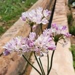 Allium roseum Blomma