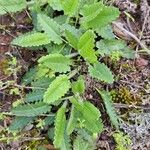 Betonica officinalis Leaf