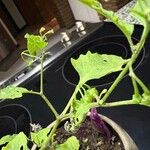 Solanum scabrum 果実