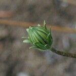 Agoseris apargioides Хабит