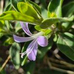 Barleria volkensii Flower