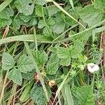 Rubus pruinosus Habitus