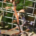 Orobanche ramosa Fruit