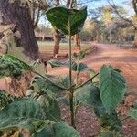 Vangueria madagascariensis Leaf