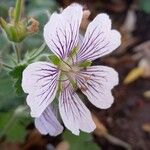 Geranium renardii Flower