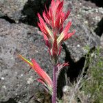 Castilleja linariifolia Habit