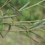 Sida linifolia Blatt