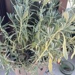 Lavandula spp.Blad