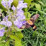 Scutellaria incana Hoja