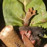 Pentagonia wendlandii Hoja