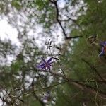 Dianella revolutaFlower