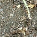 Symphytum tuberosum Otro