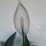 Spathiphyllum wallisii 花