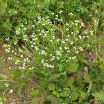 Valeriana woodsiana Habitus