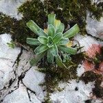 Saxifraga hostiiBlad