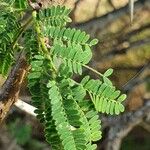 Vachellia etbaica Folha