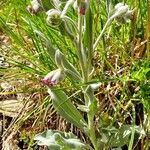 Pardoglossum cheirifolium Leaf