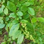 Ligustrum sinense Ліст