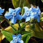 Cynoglossum amabile Λουλούδι