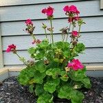 Pelargonium × hybridum Habit