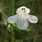 Macbridea alba Λουλούδι