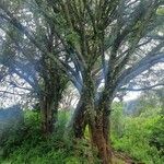 Ficus natalensis Kabuk