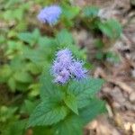 Conoclinium coelestinum Flower