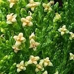 Platycladus orientalis Flower