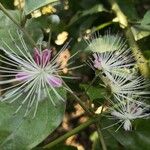 Capparis micracantha 花