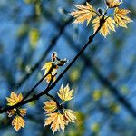 Acer shirasawanum Leaf