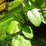 Hovenia dulcis Frunză