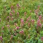 Pedicularis palustris ശീലം