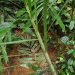 Raphia textilis Hoja