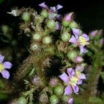 Conostegia setosa Çiçek