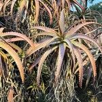 Aloe arborescens पत्ता