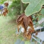 Fremontodendron californicum 其他