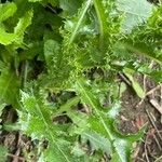 Sonchus asper Hábito