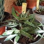 Gasteria obliqua Leaf