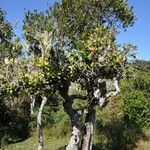 Monimia rotundifolia Συνήθη χαρακτηριστικά