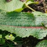 Rumex × acutus Leaf