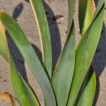 Pancratium maritimumLeaf