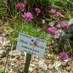 Allium heldreichii Virág