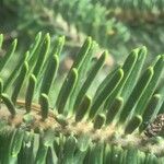 Abies cephalonica Leaf