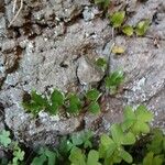 Asparagus asparagoides Blatt