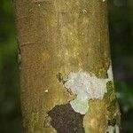 Oxandra asbeckii Corteza